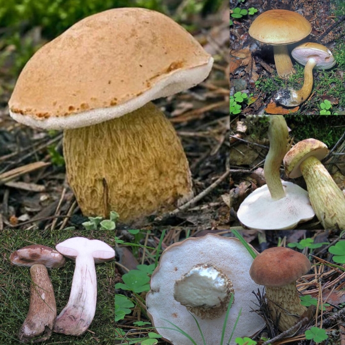 Горчак ложный белый гриб