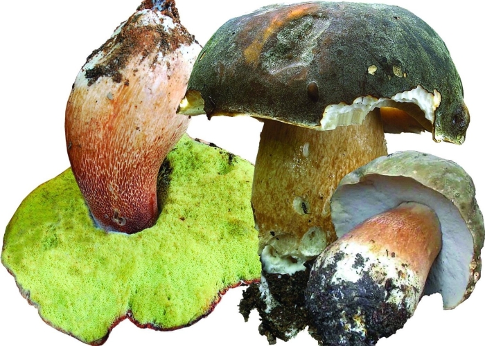 Боровик болетовые