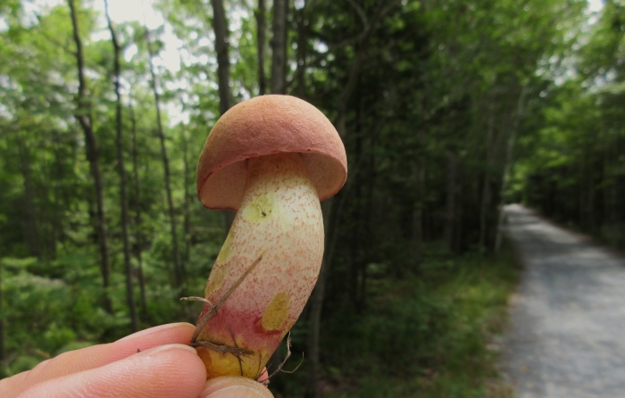 Rubroboletus rubrosanguineus