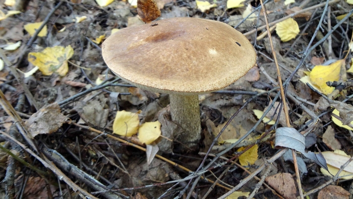 Подберезовик обыкновенный (обабок)