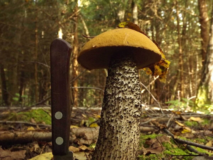 Подосиновик желто бурый