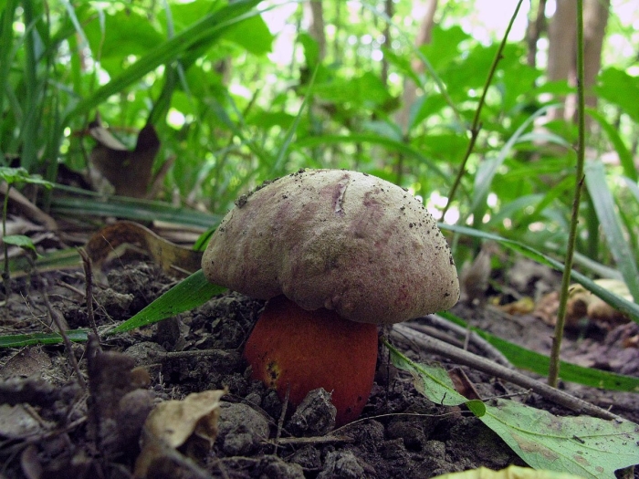 Ложный сатанинский гриб