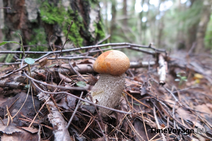 Как выглядит подосиновик