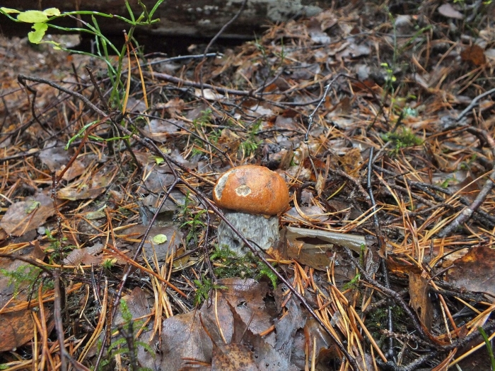 Гриб подосиновик