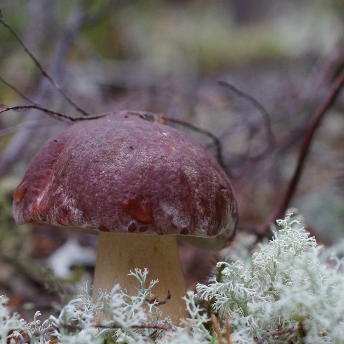 Белый гриб боровик