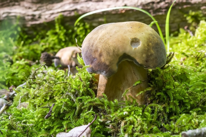 Болетовые грибы