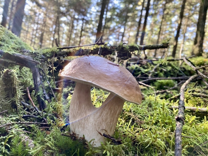 Ольховик гриб