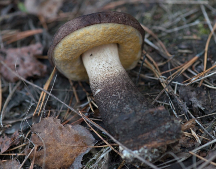 Моховик зелёный