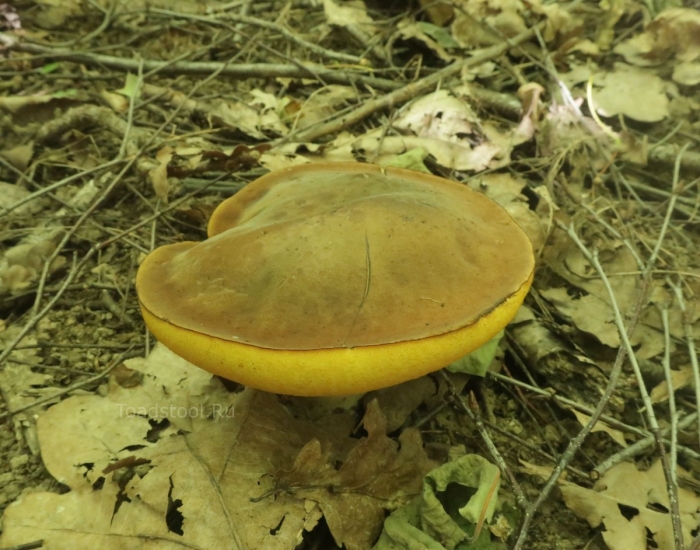 Грибы средней полосы