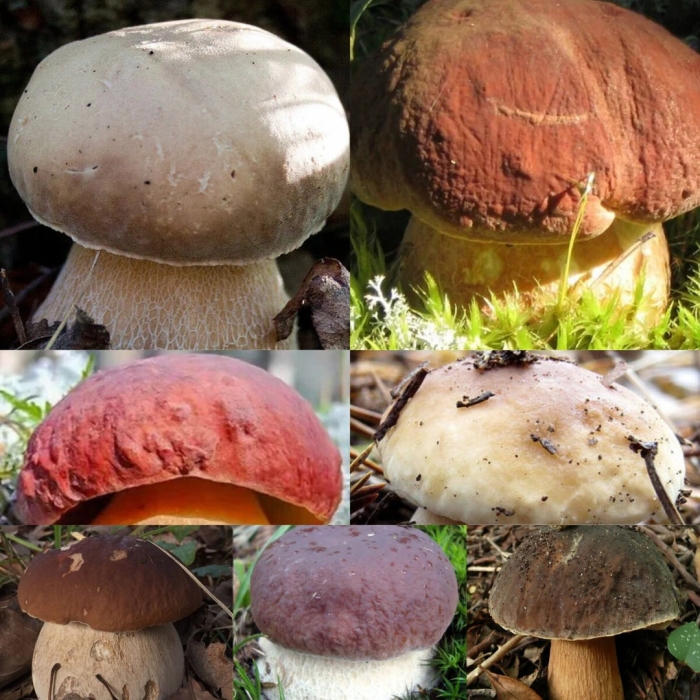 Боровик белый гриб