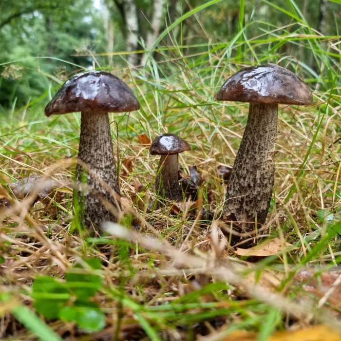 Подберезовик черноголовик