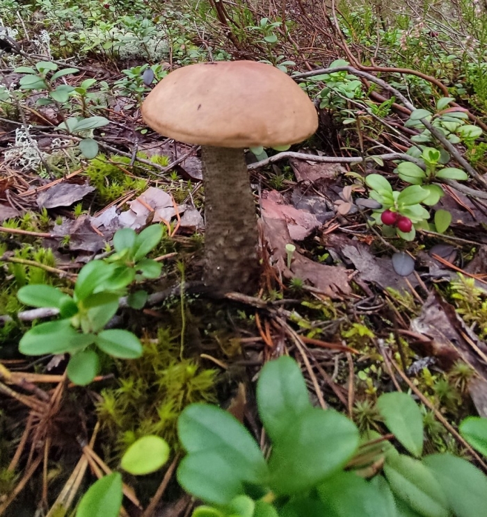 Гриб подберезовик