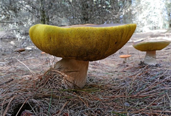 Болетус эдулис