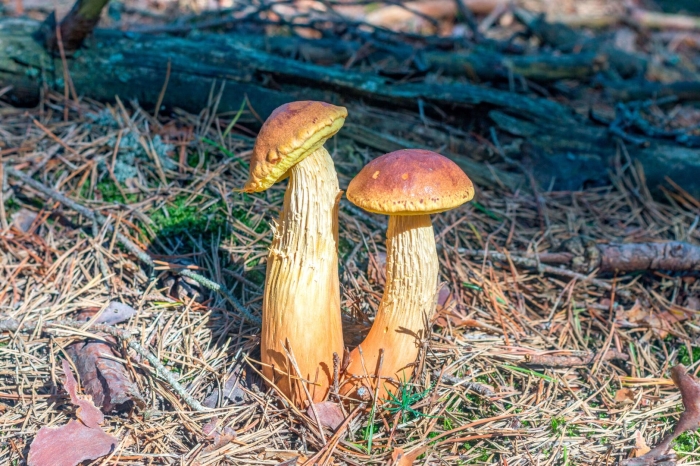 Гриб золотистый боровик