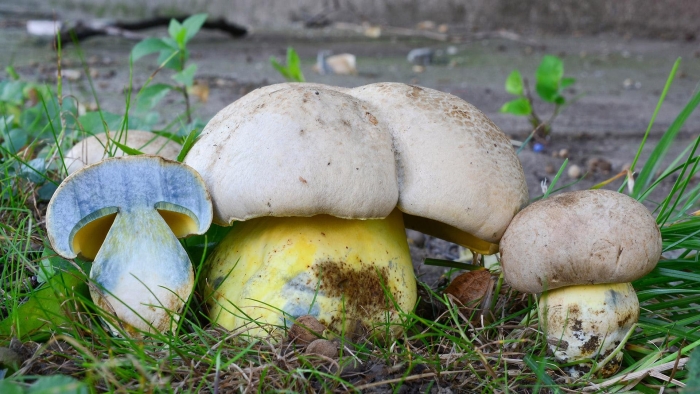 Боровик несъедобный