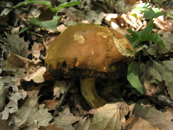 Боровик гриб