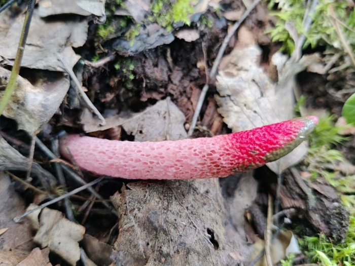 Мутинус равенеля