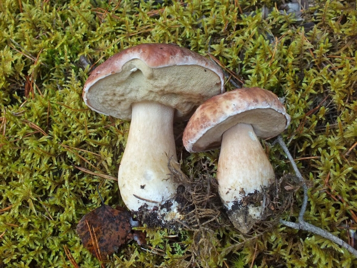 Грибы подмосковья