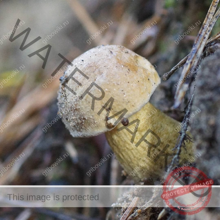 Гриб ложный белый