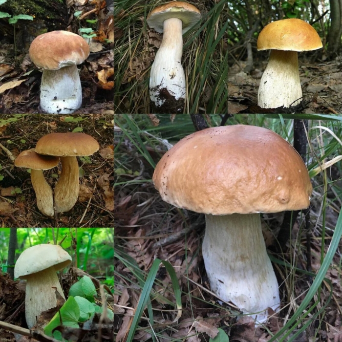 Белый гриб берёзовый boletus betulicola