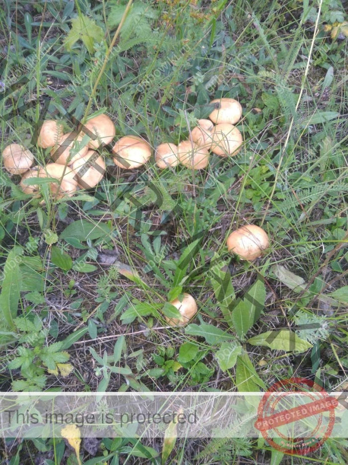 Опенок луговой marasmius oreades