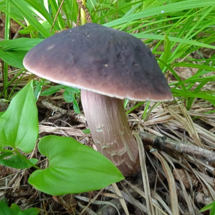 Съедобные грибы подмосковья