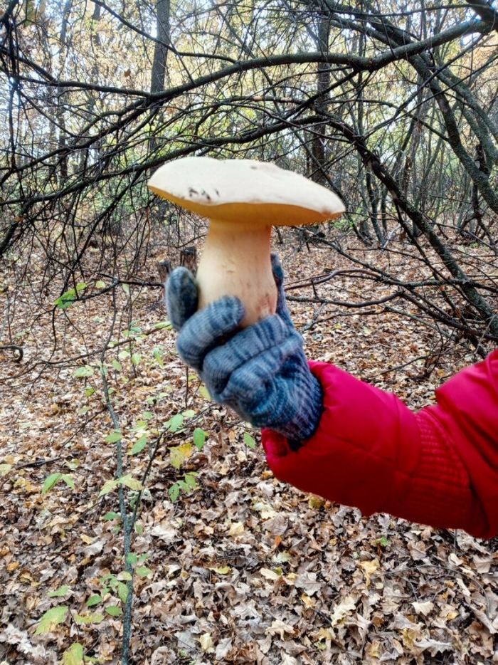 Гигантские грибы