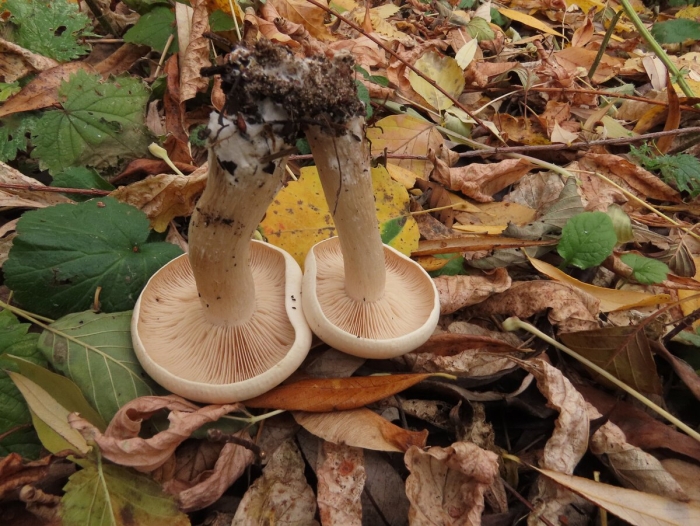 Гебелома клейкая валуй ложный
