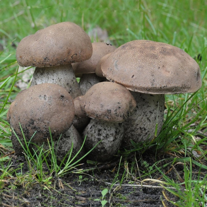 Подберёзовик жестковатый