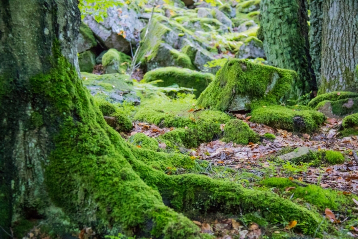 Тетрафисовые мхи