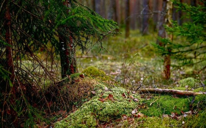 Сосновые леса