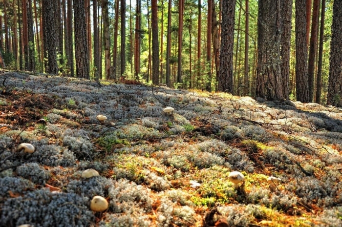 Беломошник ягель