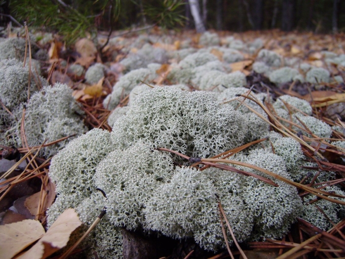 Ягель олений мох