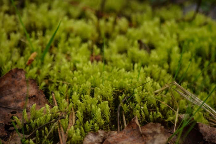 Мох сфагнум в сосновом лесу