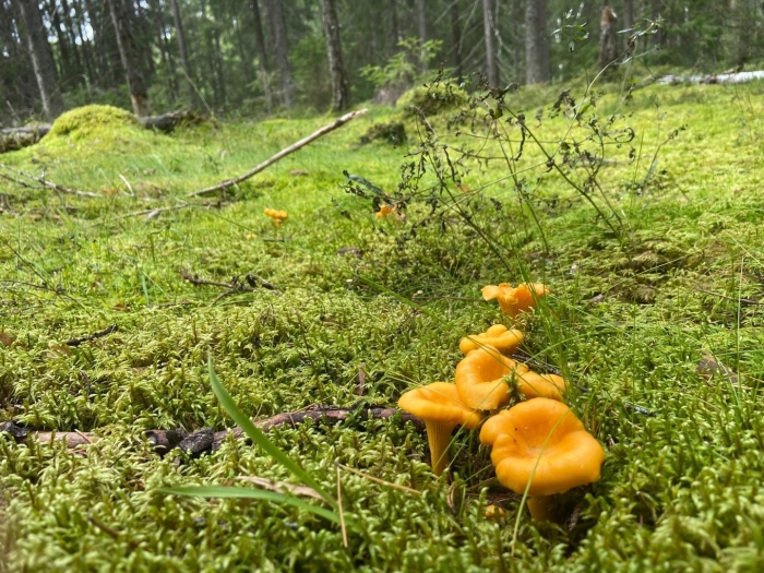 Лисичка обыкновенная гриб