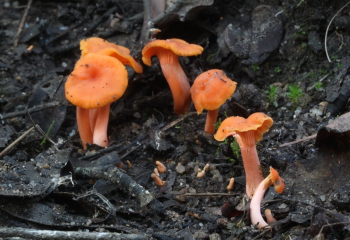 Cantharellus coccolobae