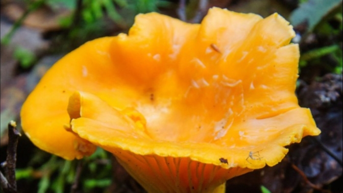 Гриб лисичка