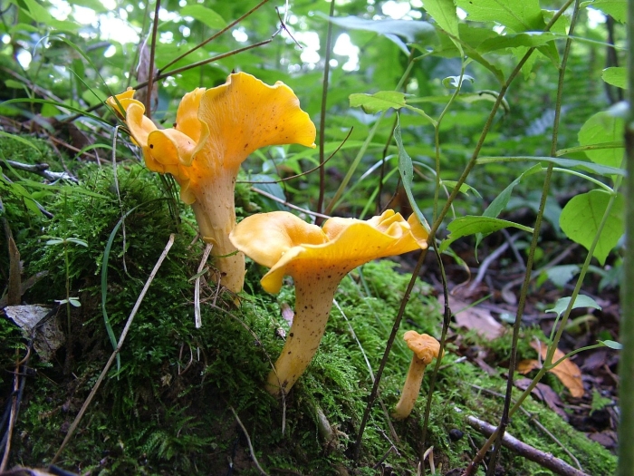 Съедобные грибы лисички