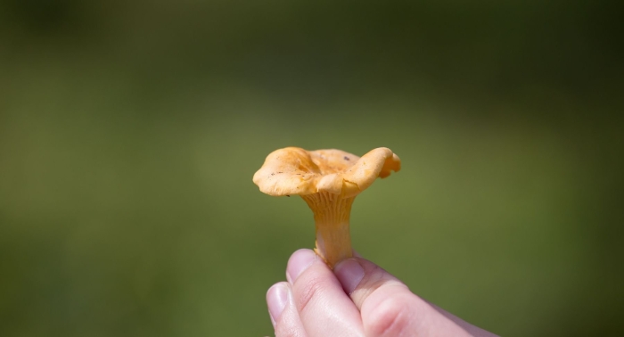 Лисичка гриб