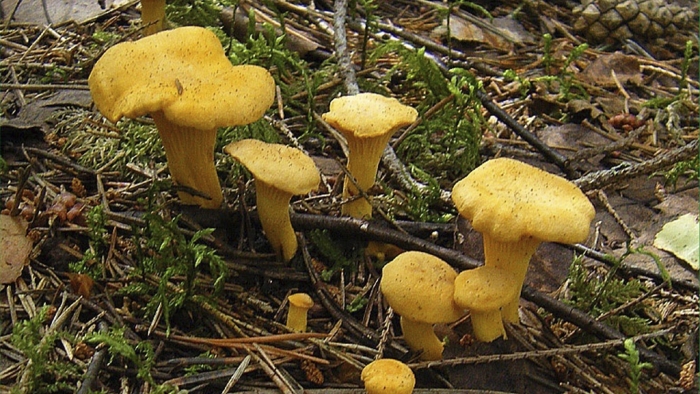 Chanterelle cantharellus cibarius