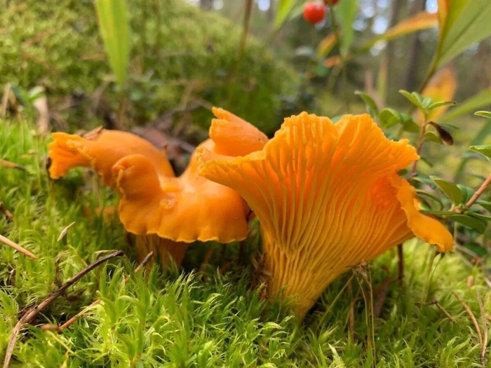 Лисичка обыкновенная гриб