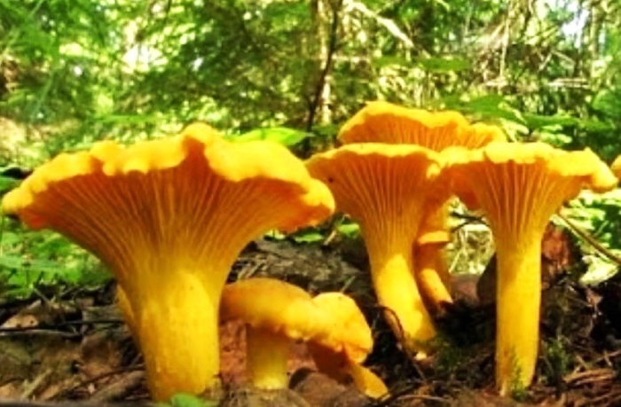 Гриб лисичка настоящая