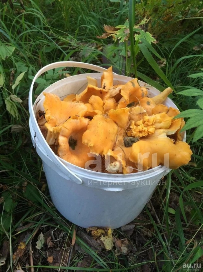 Лисички в ведре