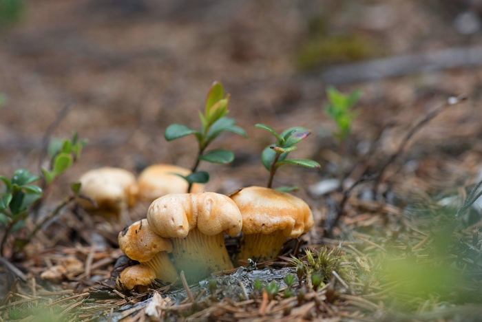 Лесная лисичка гриб