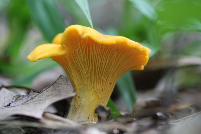 Лисичка обыкновенная гриб