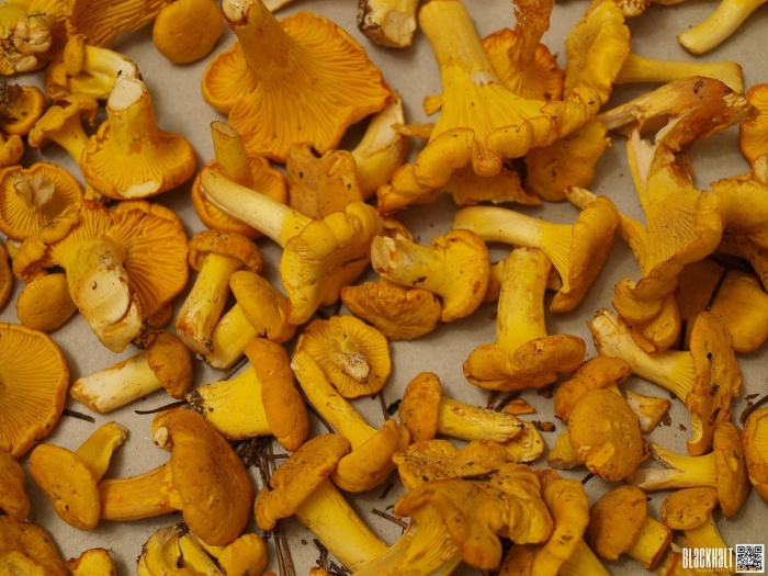 Лисички съедобные