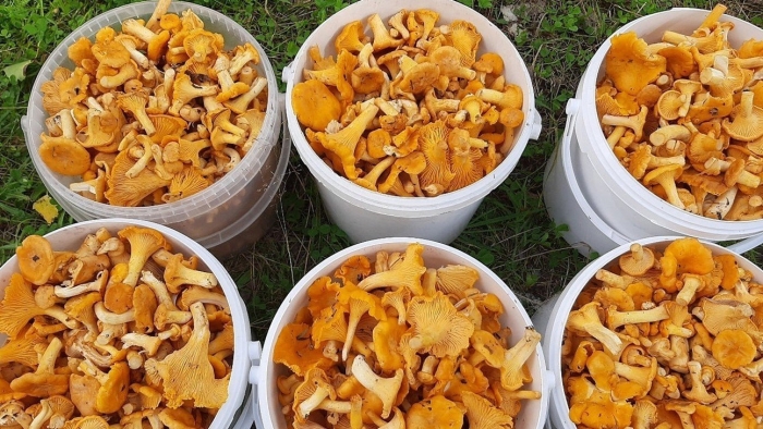 Грибы насобирали лисички