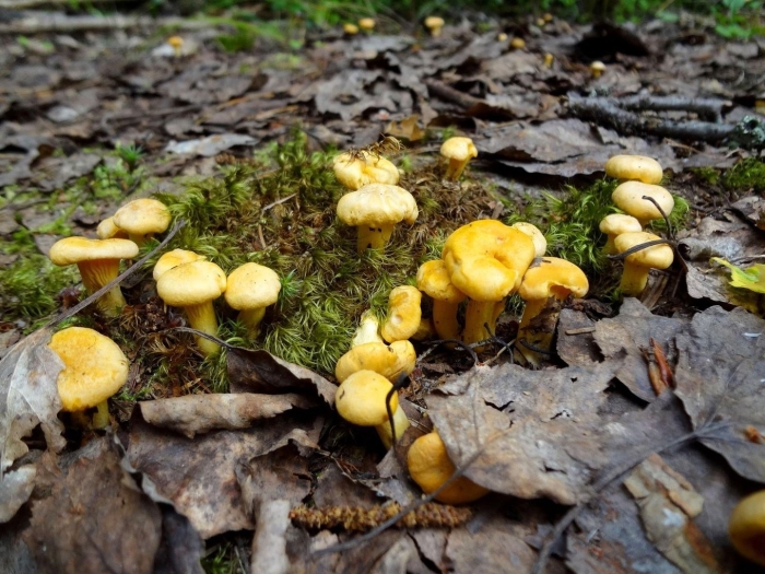 Лисички маленькие грибы