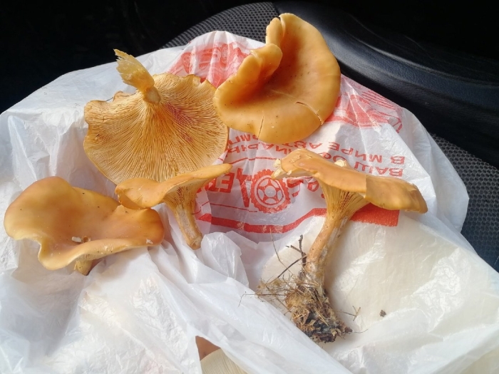 Гриб лисичка ложная