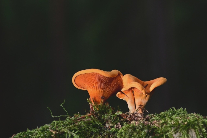Лисичка ложная hygrophoropsis aurantiaca